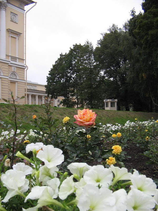 Значимые места: розы в цветниках Михайловского сада
