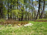 Значимые места: Михайловский сад весной
