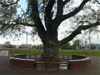 Значимые места: Памятник природы - дуб, которому 300 лет
